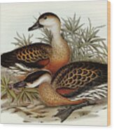 Whistling Duck, Dendrocygna Arcuata Wood Print
