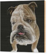 Dog Portrait - Farley The French Bulldog From Little Rock Wood Print