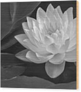White And Gold Waterlily Bw Wood Print