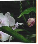 White And Pink Orchid Blooms Against The Night Wood Print