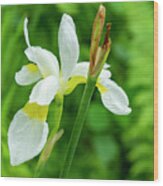 White And Yellow Iris Flower Wood Print