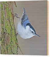 White-breasted Nuthatch Wood Print