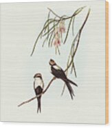 White-breasted Swallow, Atticora Leucosternon Wood Print