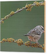 White-crowned Uparrow Wood Print