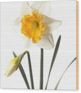 White Daffodil With Orange Trumpet And Bud. Wood Print