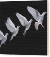 White Dove In Flight Multiple Exposure 4 On Black Wood Print