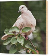 White Dove On A Bush Wood Print