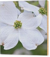 White Flowers Of Cornus Florida 2 Wood Print
