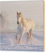 White Horse In The Snow Wood Print