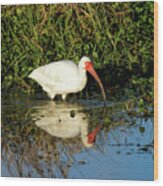 White Ibis And Its Reflection Wood Print