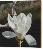 White Magnolia Blossom, 1 Wood Print
