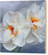White Narcissus In Spring Storm Wood Print