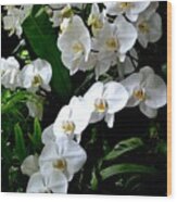 White Orchid Parade Of Blooms Wood Print