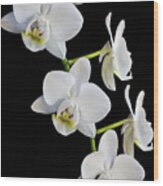 White Orchids Wood Print