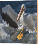 White Pelican Coming In For A Landing 2020-1 Wood Print