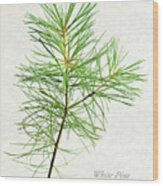 White Pine Wood Print