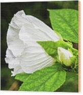 White Hibiscus Bloom And Bud In The Croatan National Forest Wood Print