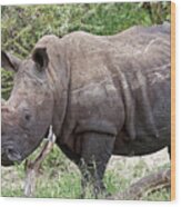 White Rhino In The Klaserie Reserve, Greater Kruger National Park Wood Print