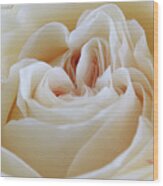 White Rose 59 Wood Print