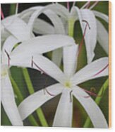 White Spider Lily Wood Print