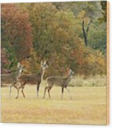 White-tail Deer In Autumn Field Wood Print