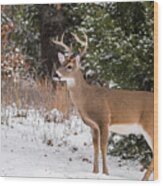 White-tailed Deer - 8904 Wood Print