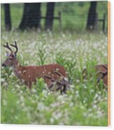 White Tailed Deer  Eating In A Group Wood Print