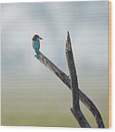 White-throated Kingfisher Resting Wood Print