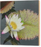 White Water Lily Wood Print
