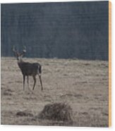 Whitetail Buck In Field Looking Back Wood Print