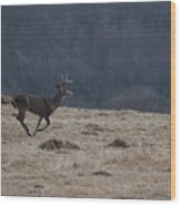 Whitetail Buck Running In A Field Wood Print