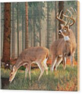 Whitetail Deer Art Print - Quality Time Wood Print
