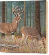 Whitetail Deer Art Print - The Guardian Wood Print