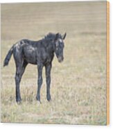 Wild Filly In The Desert Wood Print