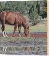 Wild Horse And The Killdeer Wood Print