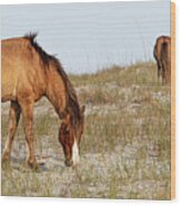 Wild Horses Of The Southern Outer Banks Of North Carolina Wood Print