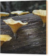 Wild Mushroom At Tropical Forest Wood Print