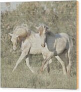 Wild Stallions Of The Camargue Wood Print