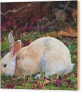 Wild White Bunny Wood Print