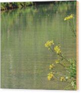 Wild Yellow Daisies Along The Creek Wood Print