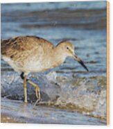 Willet In The Surf Wood Print