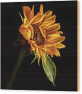 Wilting Sunflower #1 Wood Print