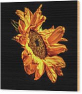 Wilting Sunflower #2 Wood Print