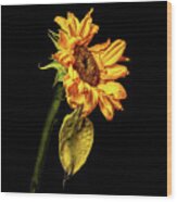 Wilting Sunflower #3 Wood Print