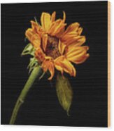 Wilting Sunflower #4 Wood Print