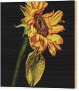 Wilting Sunflower #5 Wood Print