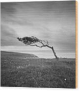 Windswept Tree On Went Hill Wood Print