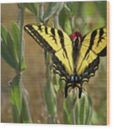 Wings Open Western Tiger Swallowtail Wood Print