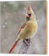 Winter Cardinal Ii Wood Print