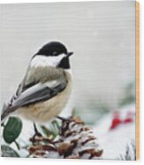 Winter Chickadee Wood Print